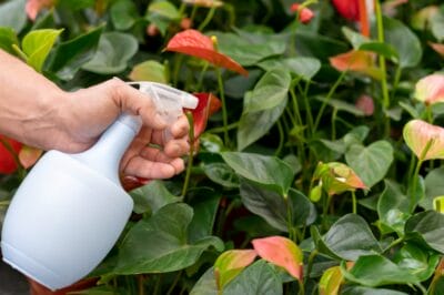 Effective Natural Pest Control: Best Repellents & Proven Solutions