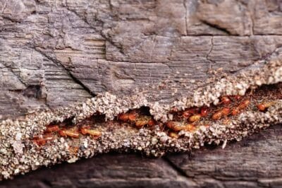 Termite Infestation Costs: Prevention vs. Damage Repair Guide