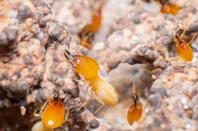 Termite Infestation Early Signs: Detection Guide & Prevention Tips