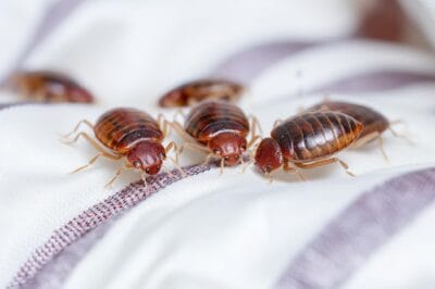 Bed Bug Prevention Guide: Secure & Protect Your Home