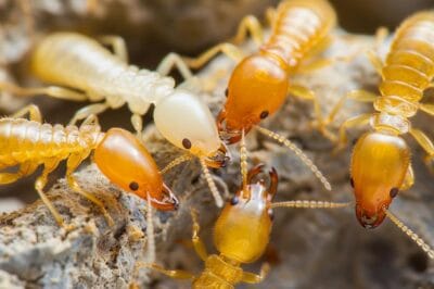 Termite Control: Top Professional Selection Guide & Tips