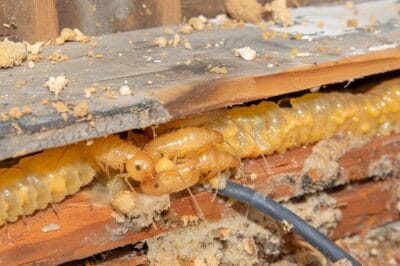 Termite Damage Home Insurance: Comprehensive Coverage Claim Guide