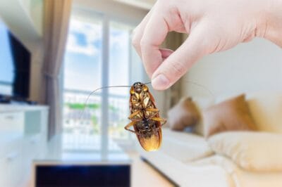 Home Cockroach Identification Guide: Types & Pest Control Tips