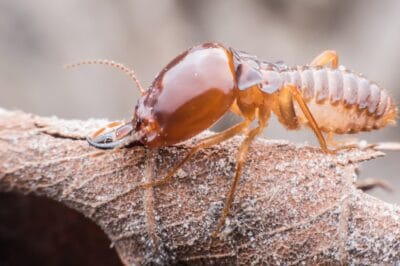 Termite Damage Repair Guide: Tips, Costs & DIY Solutions