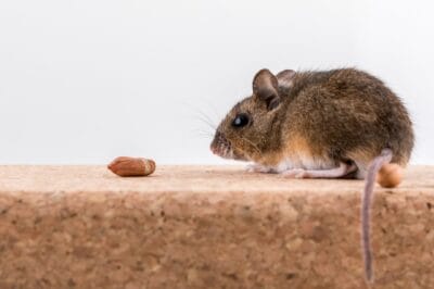 Home Rodent Proofing: Effective Pest Control Strategies & Tips