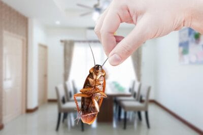 The Hidden Dangers of Household Pests: What You Need to Know