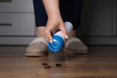 DIY Pest Control: Effective Solutions You Can Try Today