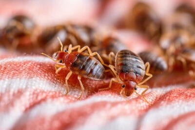 Bed Bugs Be Gone: How to Eradicate These Nocturnal Nuisances