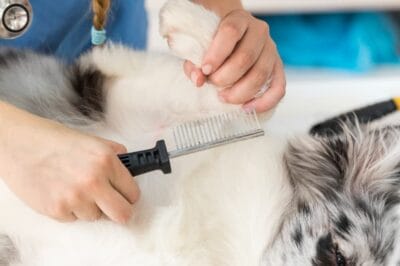 Flea Fiasco: How to Save Your Pets from Itchy Infestations