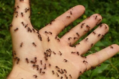 Ant Invasion: Quick Fixes to Keep Them Out