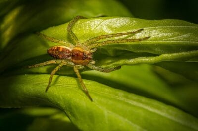 Natural Predators: Using Nature’s Own to Control Pests