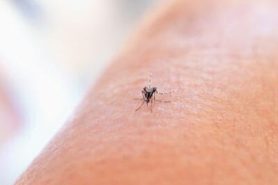 Mosquito Menace: Effective Tactics to Keep Your Yard Bite-Free