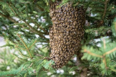 The Bees’ Knees: How to Manage Bees Without Harming Them